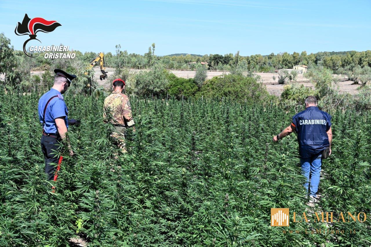 Oristano, scoperta maxi piantagione di canapa a Tiria: 4 arresti in flagranza