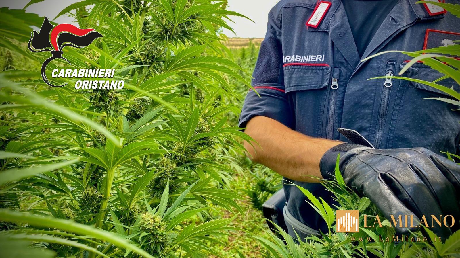 Maxi piantagione di marijuana scoperta a Santu Lussurgiu: un arresto e sequestro di oltre 900 piante