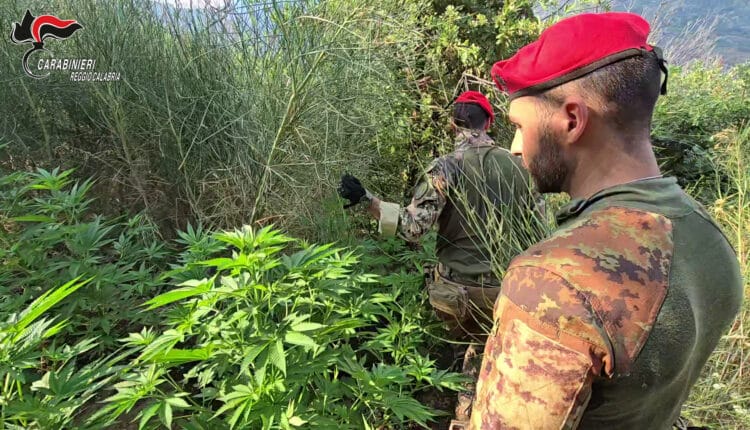 Aspromonte: Carabinieri scoprono e distruggono maxi piantagione di canapa indiana