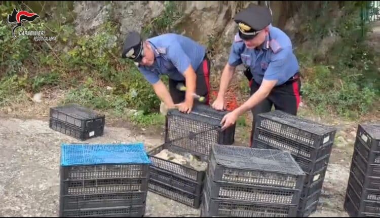Villa San Giovanni: scoperti oltre 2.200 uccelli protetti stipati in auto, liberati dai Carabinieri