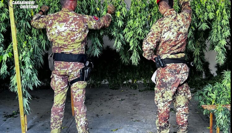 Oristano, maxi piantagione di canapa scoperta a Ghilarza: un arresto e 350 piante sequestrate