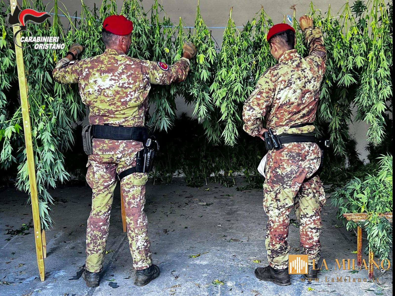 Oristano, maxi piantagione di canapa scoperta a Ghilarza: un arresto e 350 piante sequestrate