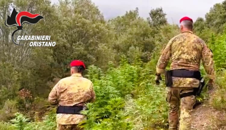 Oristano, maxi piantagione di canapa scoperta a Ghilarza: un arresto e 350 piante sequestrate