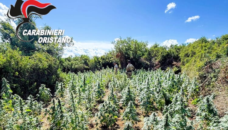 Oristano, maxi piantagione di canapa scoperta a Ghilarza: un arresto e 350 piante sequestrate