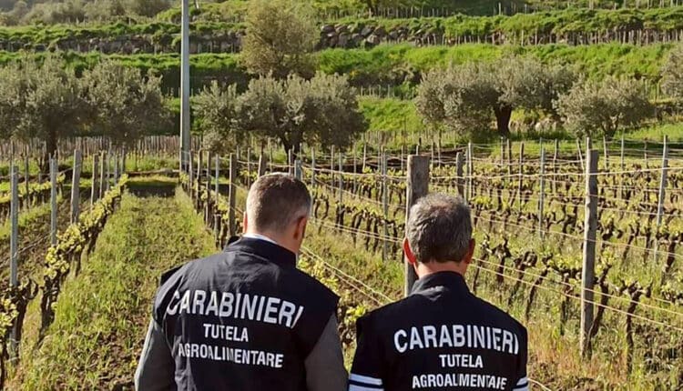 Made in Italy sotto attacco: azienda tedesca denunciata per falso Zibibbo di Pantelleria