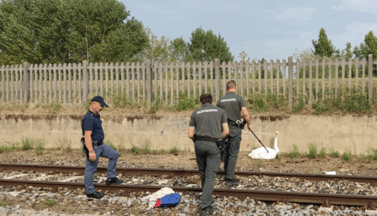 Milano: cigno reale salvato dai binari della stazione dalla Polizia Ferroviaria