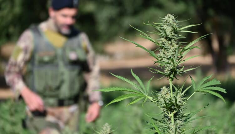 Ogliastra: sequestrate oltre 650 piante di marijuana, due uomini nei guai