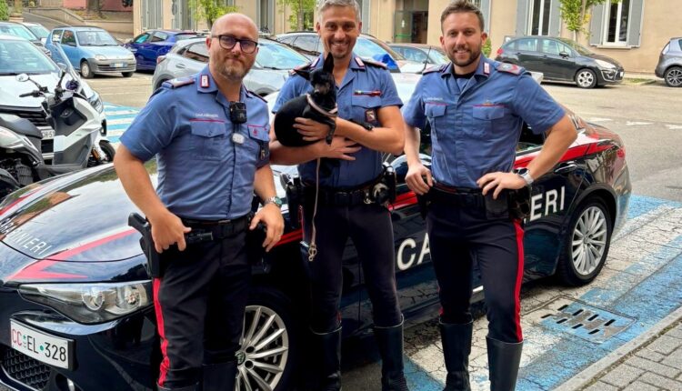 Piacenza: Carabinieri salvano un Pincher smarrito, “Ilary” torna a casa dalla sua padrona