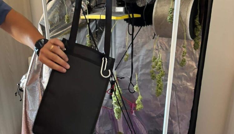 Carabinieri arrestano 50enne a Torri in Sabina: scoperta piantagione di marijuana nel terreno di casa