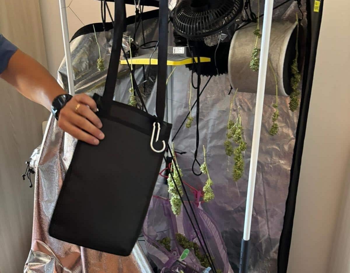 Carabinieri arrestano 50enne a Torri in Sabina: scoperta piantagione di marijuana nel terreno di casa