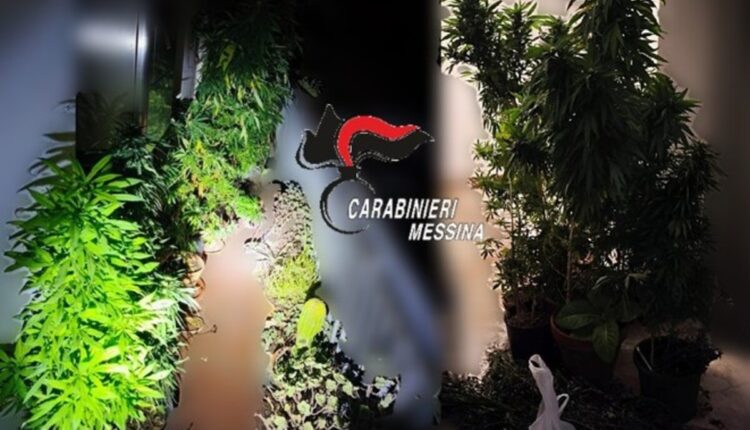 Taormina, 72enne arrestato dai Carabinieri: sul balcone 20 piante di marijuana nascoste tra fiori ornamentali
