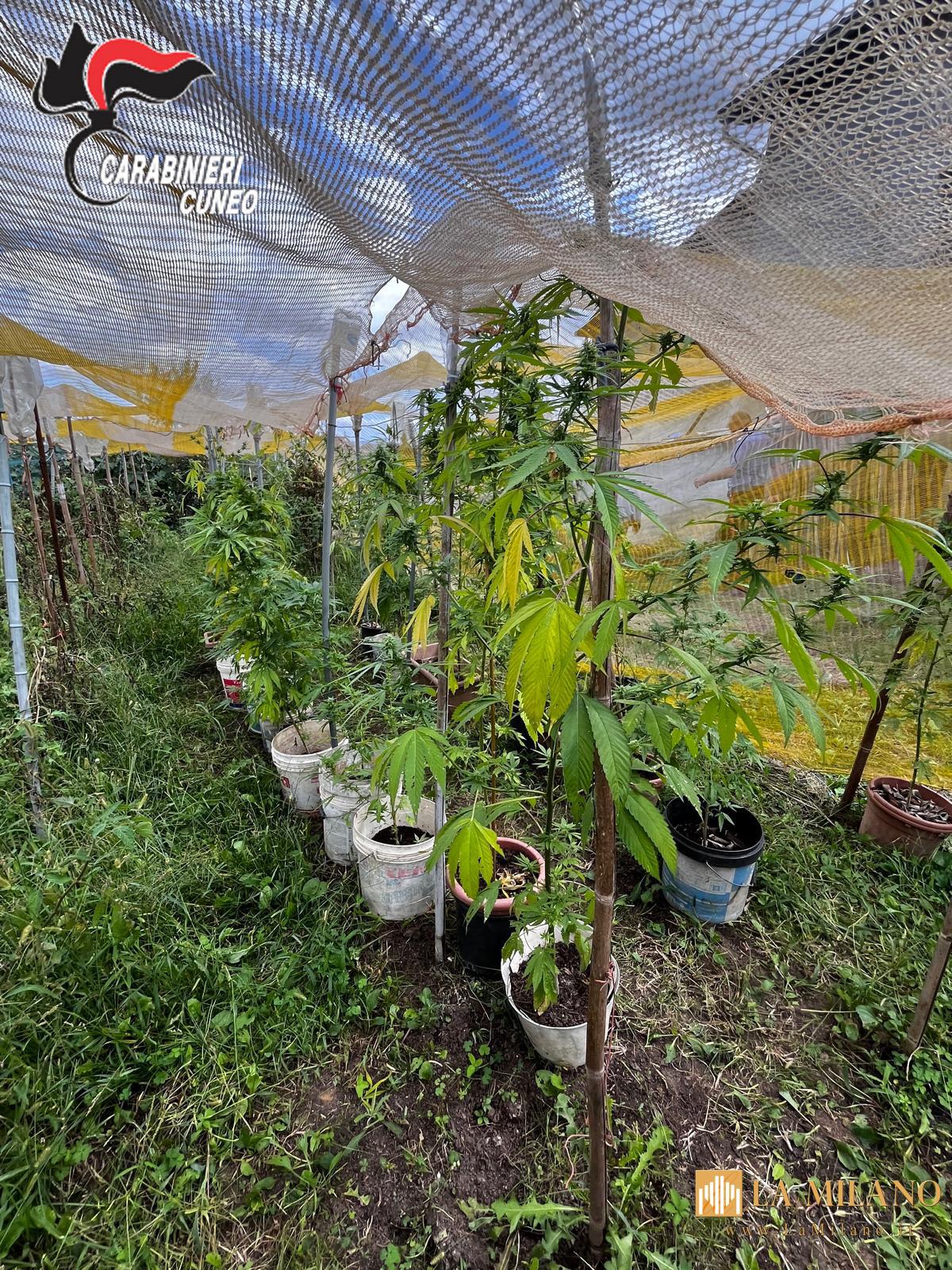 Fossano: arrestato 69enne per coltivazione e detenzione di droga