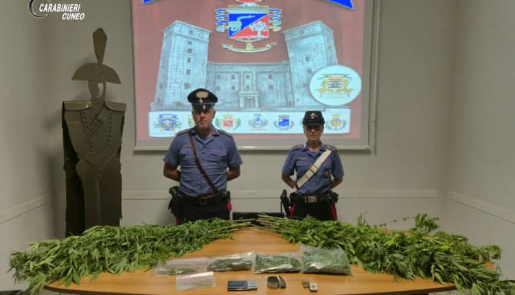 Fossano: arrestato 69enne per coltivazione e detenzione di droga