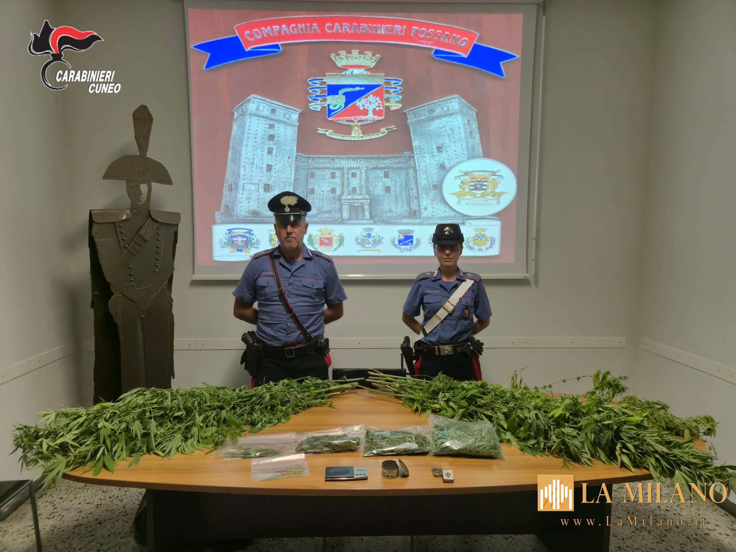 Fossano: arrestato 69enne per coltivazione e detenzione di droga