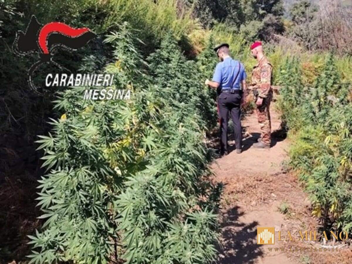Messina, scoperta piantagione di marijuana a San Filippo: arrestati due 32enni