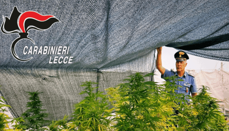 Lecce, coltiva 40 piante di marijuana sul terrazzo: arrestato dai Carabinieri