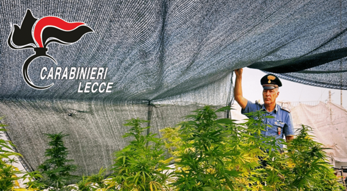 Lecce, coltiva 40 piante di marijuana sul terrazzo: arrestato dai Carabinieri