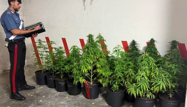 Cesa, coltivava marijuana in giardino: arrestato 54enne con 37 piante e droga pronta allo spaccio