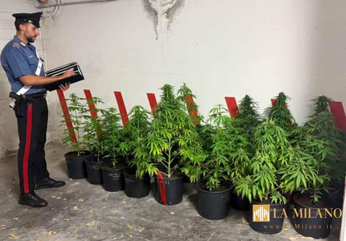 Cesa, coltivava marijuana in giardino: arrestato 54enne con 37 piante e droga pronta allo spaccio