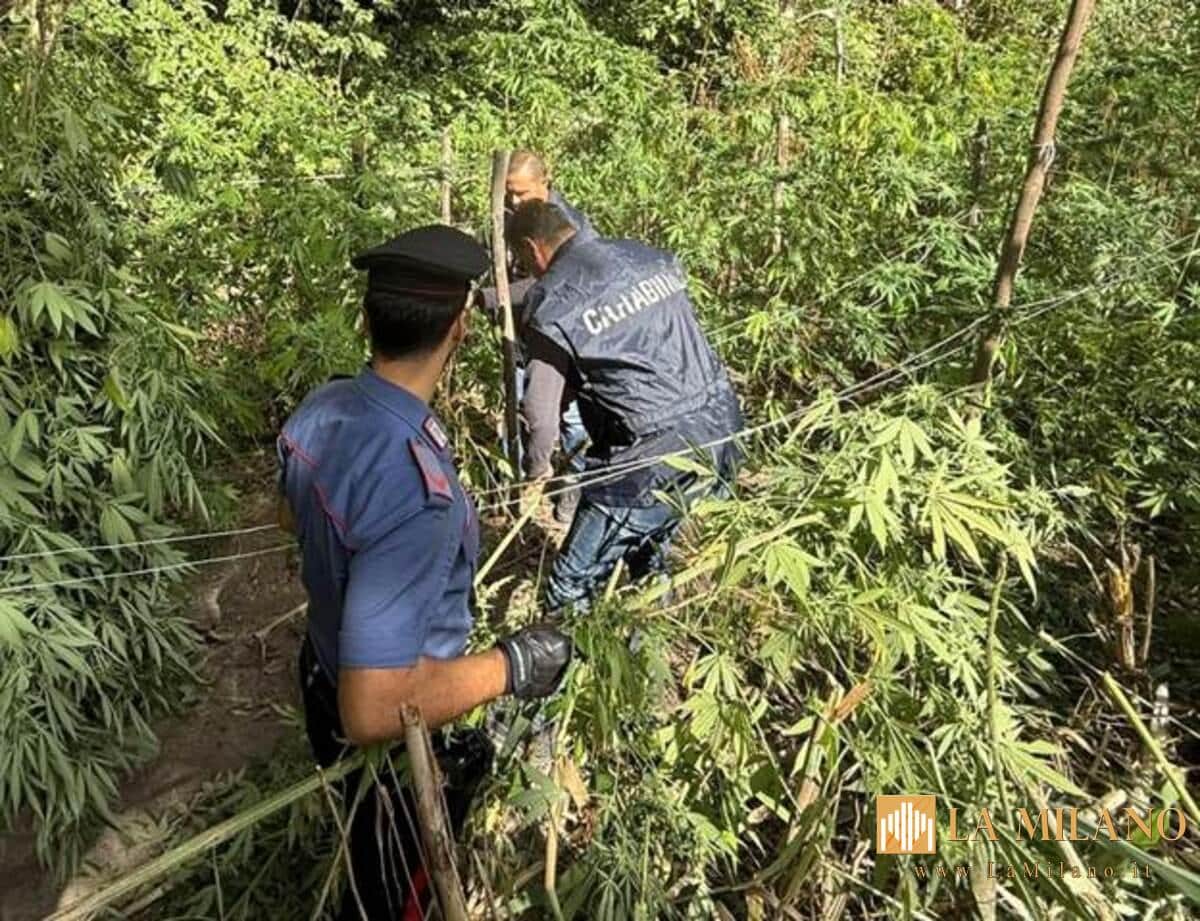 Blitz dei Carabinieri ad Acerra: scoperta serra con 70 piante di marijuana
