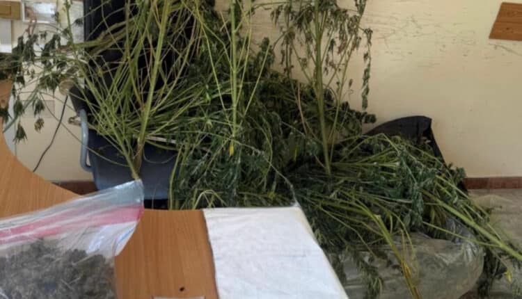 Sorrento: scoperta piantagione di marijuana, arrestato 40enne con precedenti