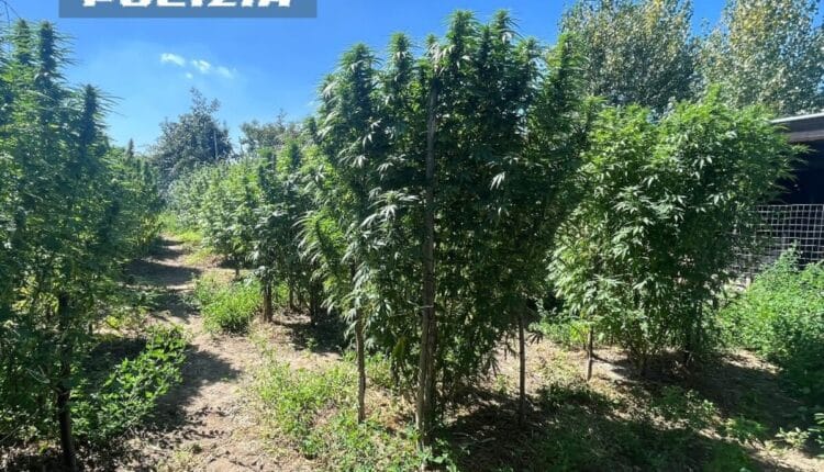 Napoli: scoperta piantagione di marijuana, arrestati 2 uomini