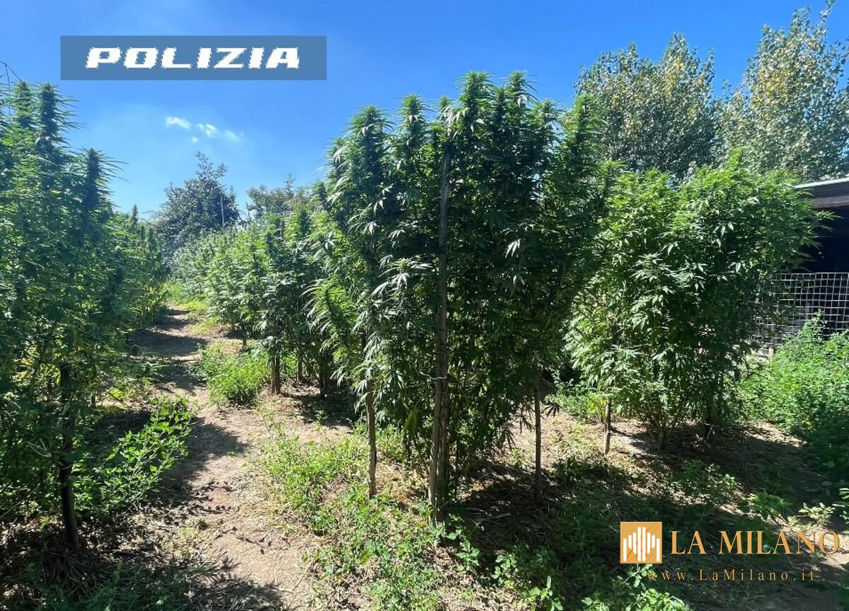 Napoli: scoperta piantagione di marijuana, arrestati 2 uomini