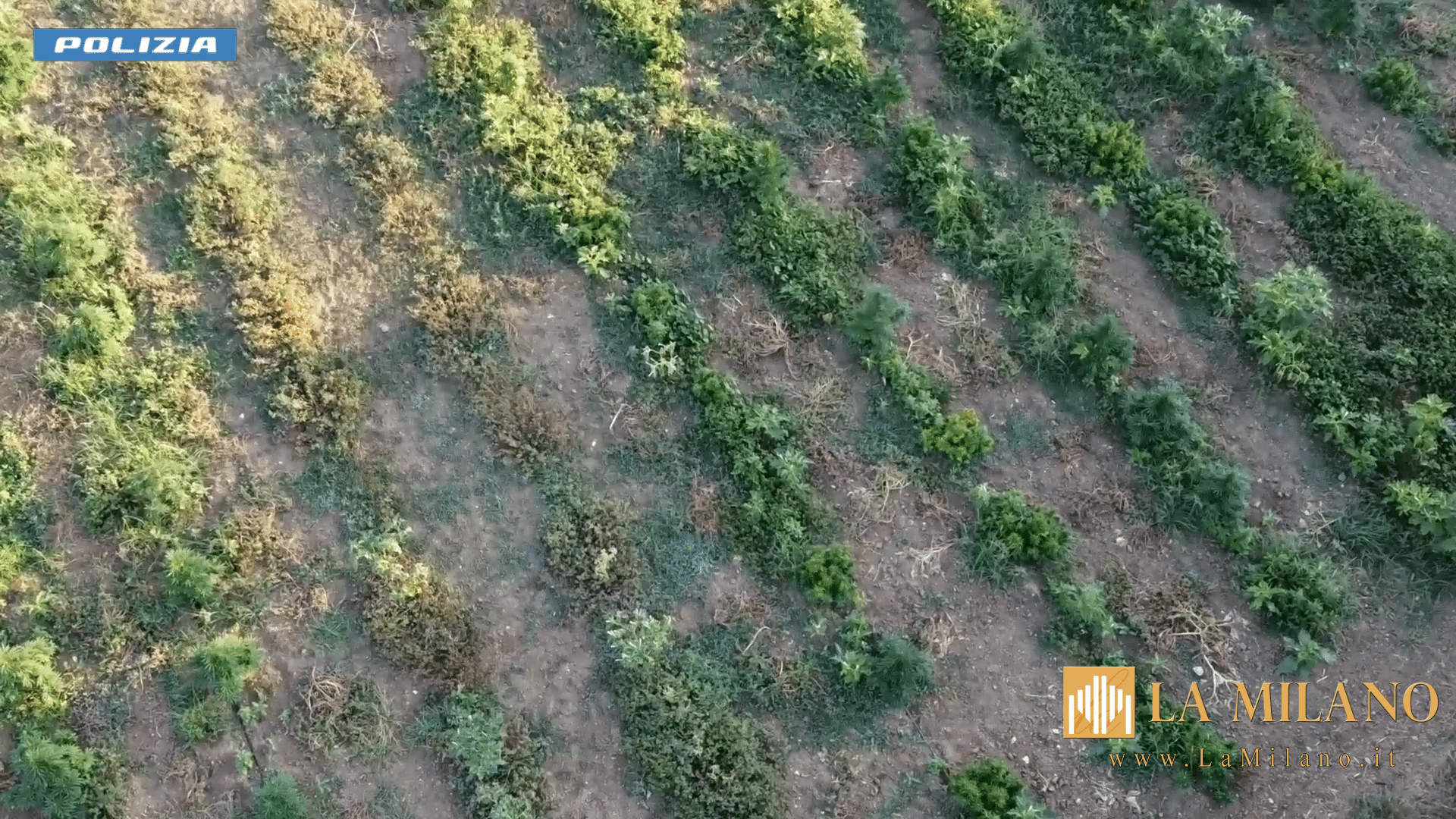 Operazione “Purple”: smantellata a Partinico una rete di produzione e spaccio di marijuana sotto la copertura della canapa light