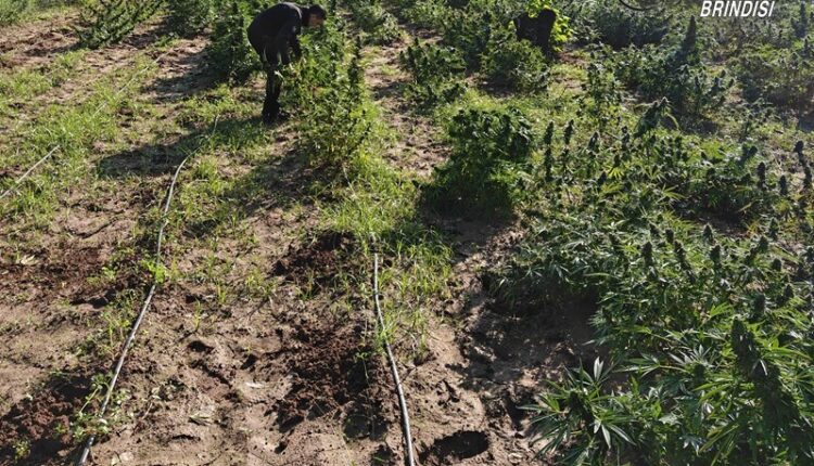 Brindisi, scoperta maxi piantagione di marijuana in una casa di campagna: arrestata coppia di coniugi