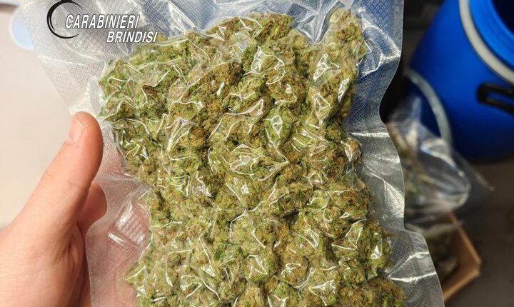 Brindisi, scoperta maxi piantagione di marijuana in una casa di campagna: arrestata coppia di coniugi