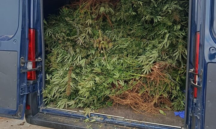 Brindisi, scoperta maxi piantagione di marijuana in una casa di campagna: arrestata coppia di coniugi