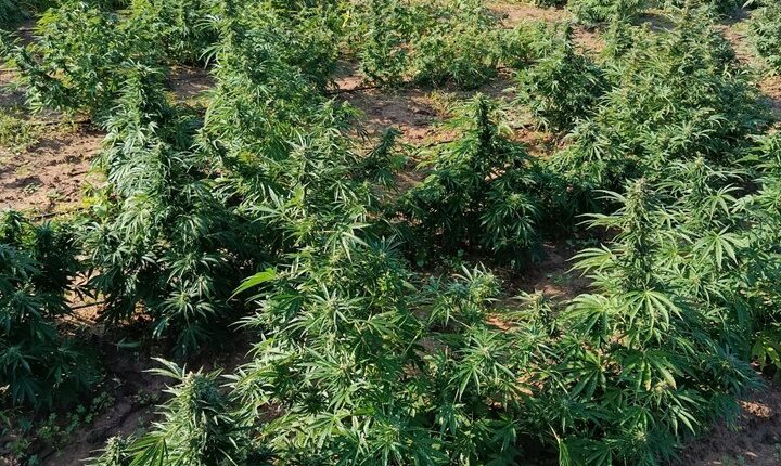 Brindisi, scoperta maxi piantagione di marijuana in una casa di campagna: arrestata coppia di coniugi