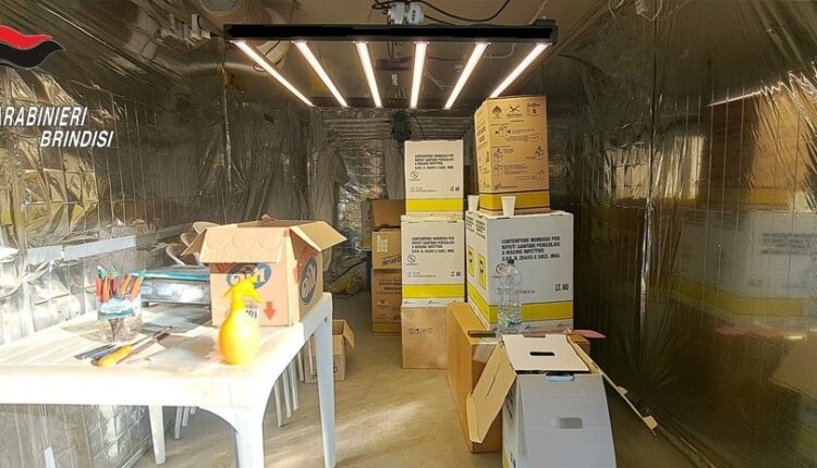 Brindisi, scoperta maxi piantagione di marijuana in una casa di campagna: arrestata coppia di coniugi