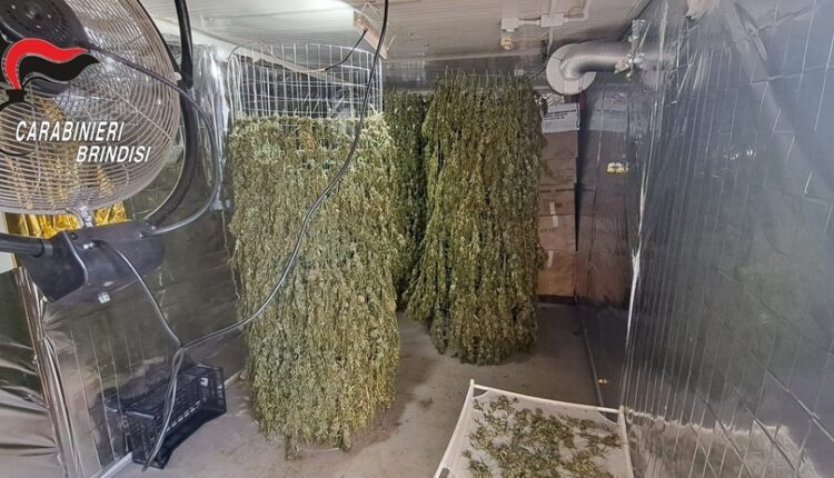Brindisi, scoperta maxi piantagione di marijuana in una casa di campagna: arrestata coppia di coniugi