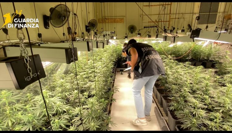 Brescia, maxi sequestro di piantagione di marijuana da 800mila euro: tre arresti