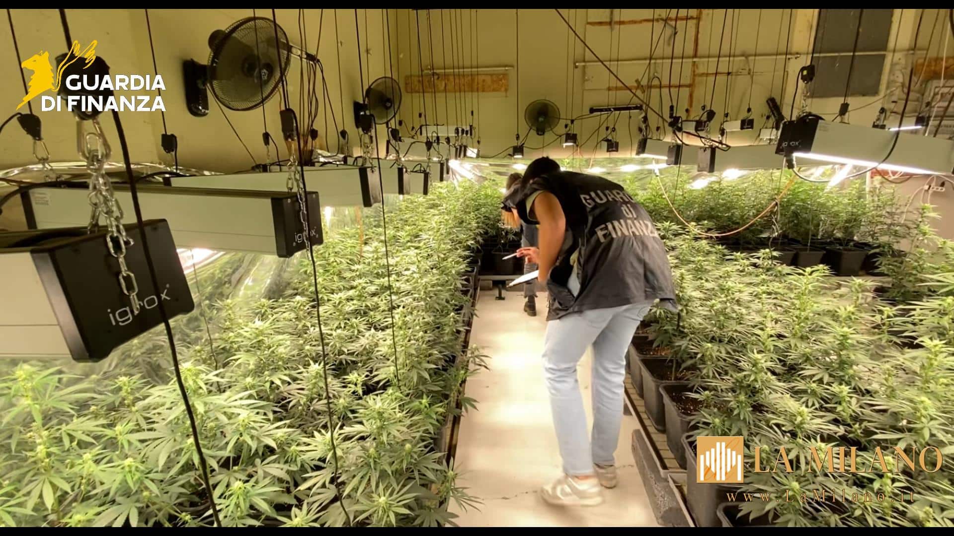 Brescia, maxi sequestro di piantagione di marijuana da 800mila euro: tre arresti