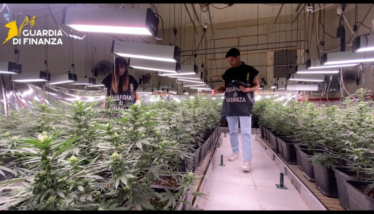 Brescia, maxi sequestro di piantagione di marijuana da 800mila euro: tre arresti