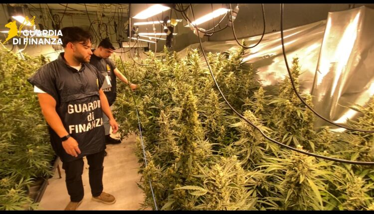 Brescia, maxi sequestro di piantagione di marijuana da 800mila euro: tre arresti