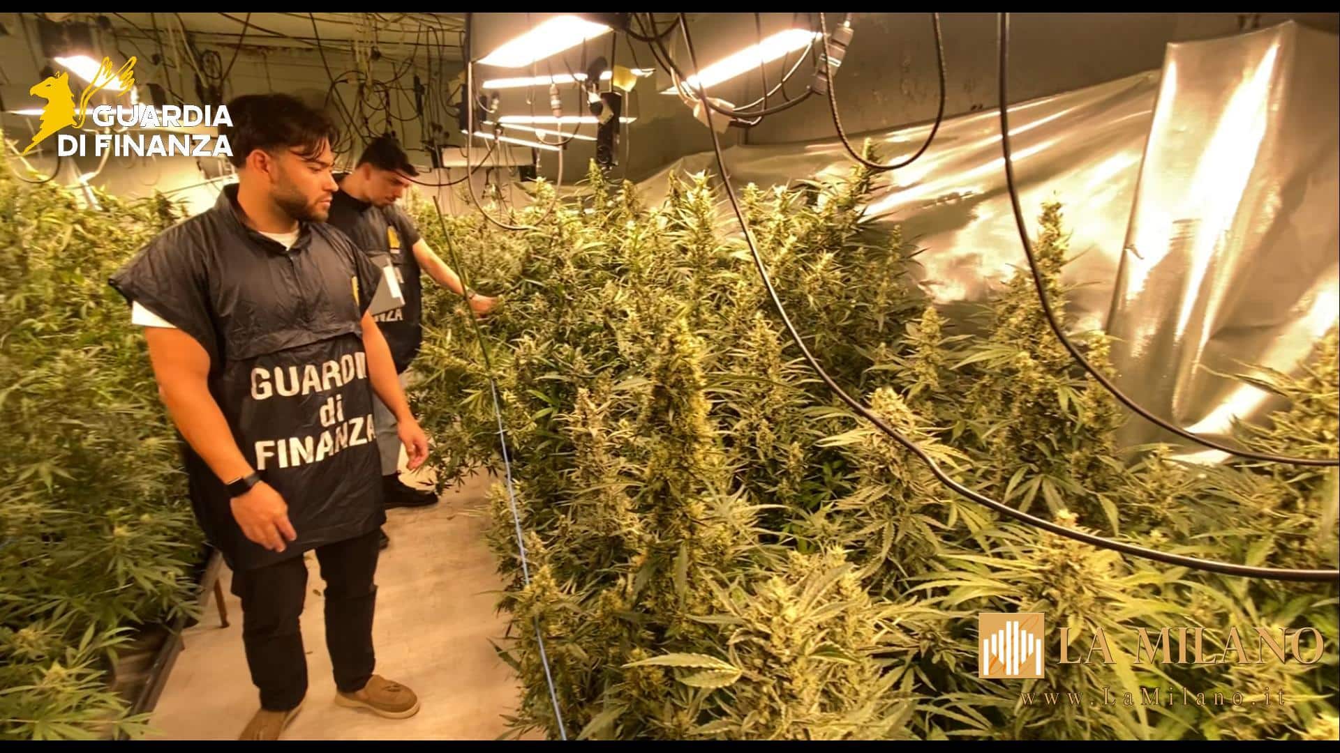 Brescia, maxi sequestro di piantagione di marijuana da 800mila euro: tre arresti