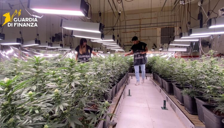 Brescia, maxi sequestro di piantagione di marijuana da 800mila euro: tre arresti