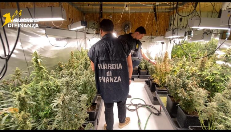 Brescia, maxi sequestro di piantagione di marijuana da 800mila euro: tre arresti
