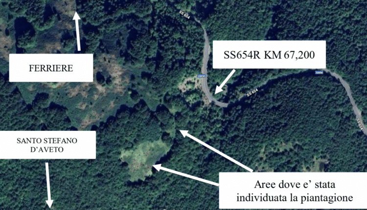 Monte Armeno: scoperta maxi piantagione di marijuana, sequestrate oltre mille piante.