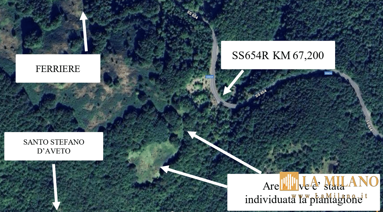 Monte Armeno: scoperta maxi piantagione di marijuana, sequestrate oltre mille piante.