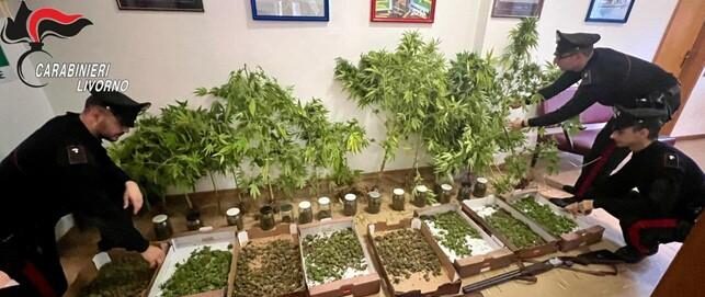 Campiglia Marittima: uomo arrestato per detenzione di armi e coltivazione di canapa indiana.
