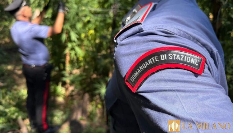 Acerra, serra con 180 piante di marijuana scoperta dai Carabinieri: denunciato 53enne.