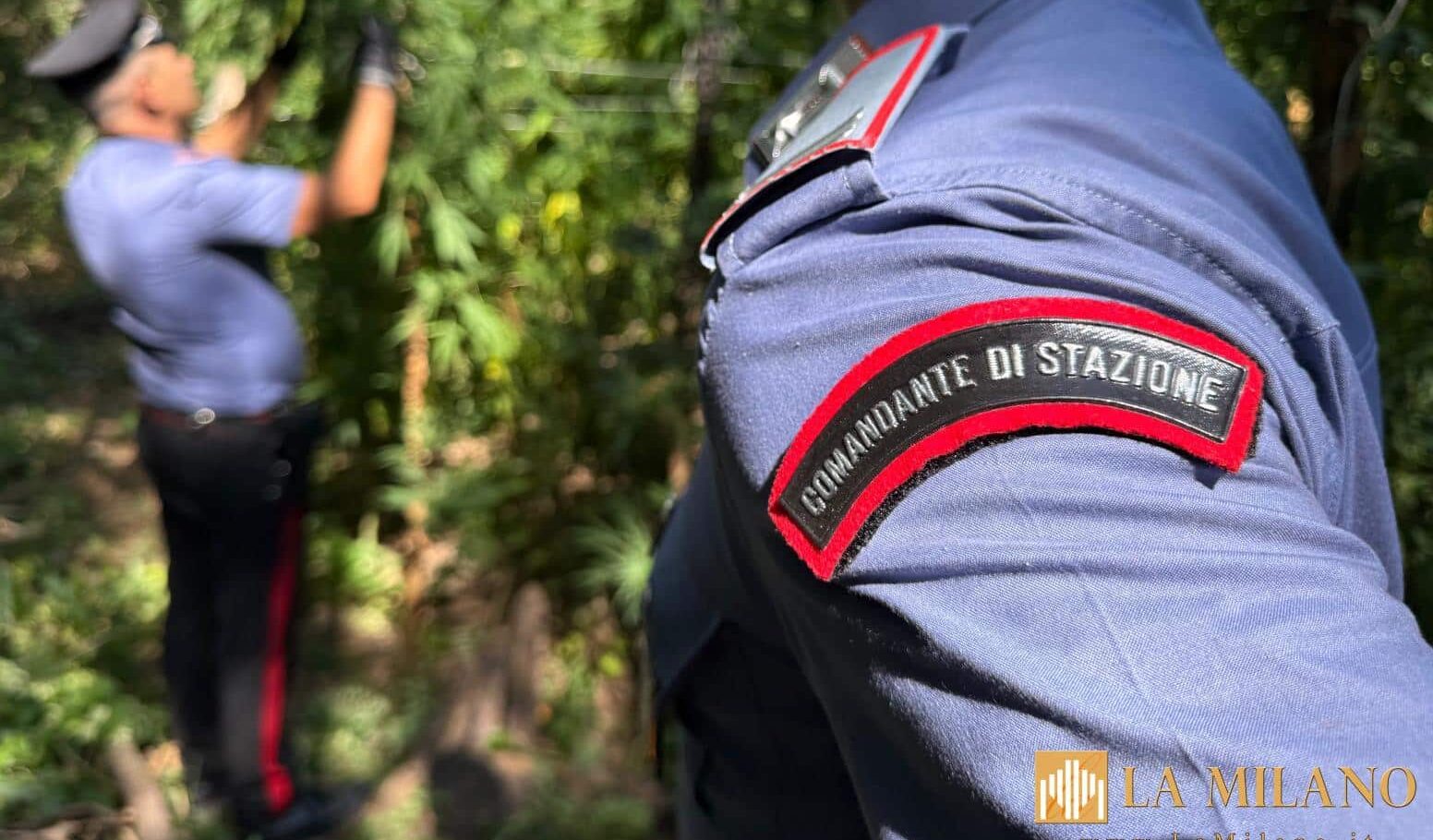 Acerra, serra con 180 piante di marijuana scoperta dai Carabinieri: denunciato 53enne.