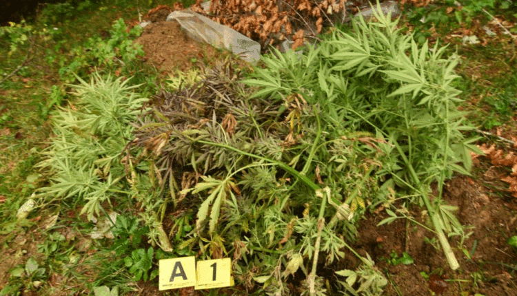 Monte Armeno: scoperta maxi piantagione di marijuana, sequestrate oltre mille piante.