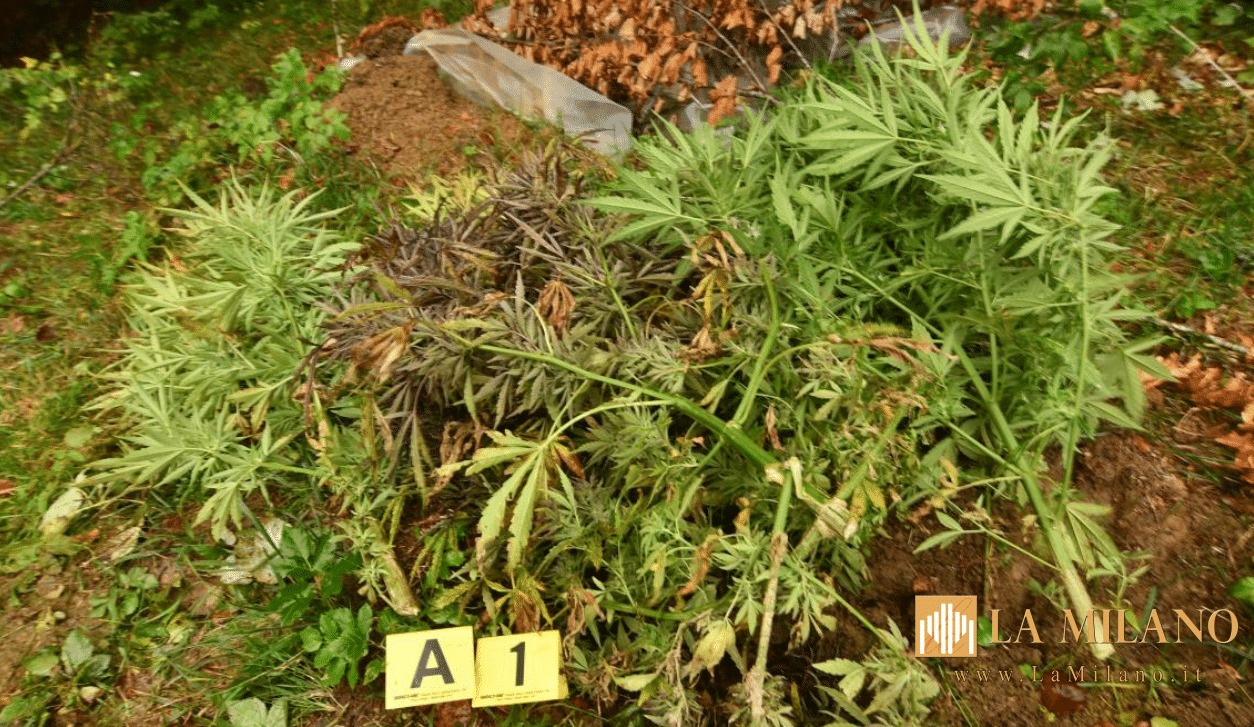 Monte Armeno: scoperta maxi piantagione di marijuana, sequestrate oltre mille piante.