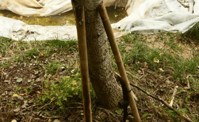 Monte Armeno: scoperta maxi piantagione di marijuana, sequestrate oltre mille piante.