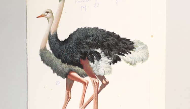 Jacovitti in mostra: mondi, viaggi e storie dall’archivio dell’Editrice La Scuola